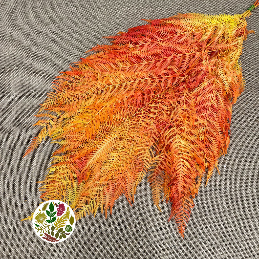 Fern 'Bracken' (Preserved) (DRY) (Various Colours) 60-70cm