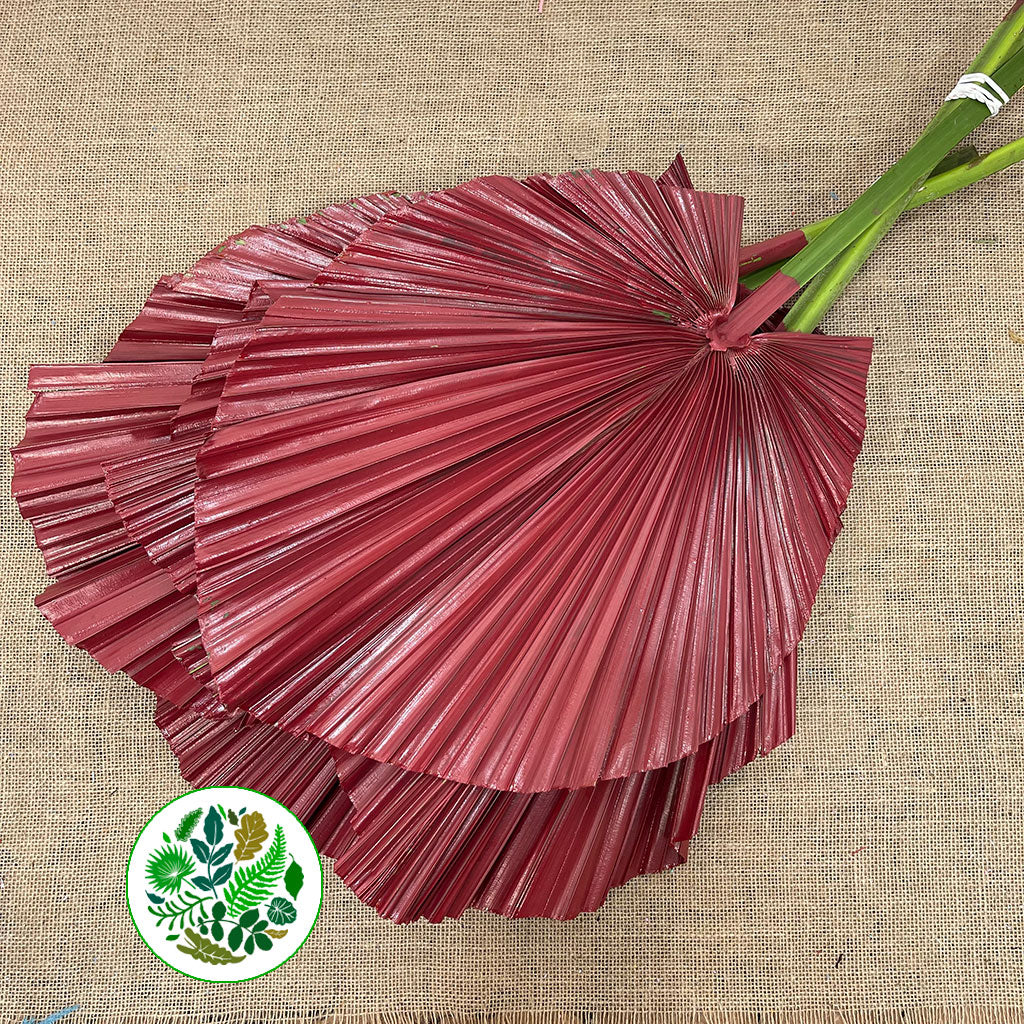 Palm 'Washingtonia' (Painted) (Various Colours)