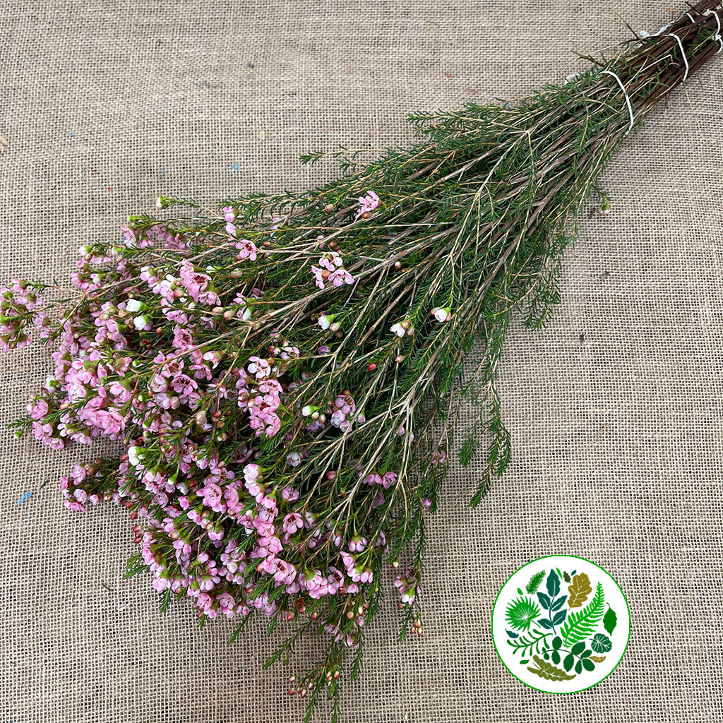 Wax Flower &#39;Sweet 16&#39; (Various Lengths)