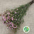 Wax Flower 'Sweet 16' (Various Lengths)