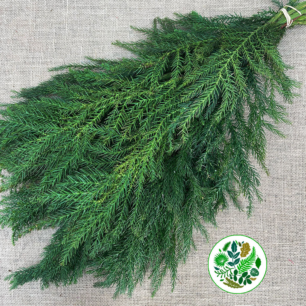 Cryptomeria 'Japanese Cedar' Green (Various Sizes)