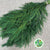 Cryptomeria 'Japanese Cedar' Green (Various Sizes)