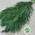 Cryptomeria 'Japanese Cedar' Green (Various Sizes)