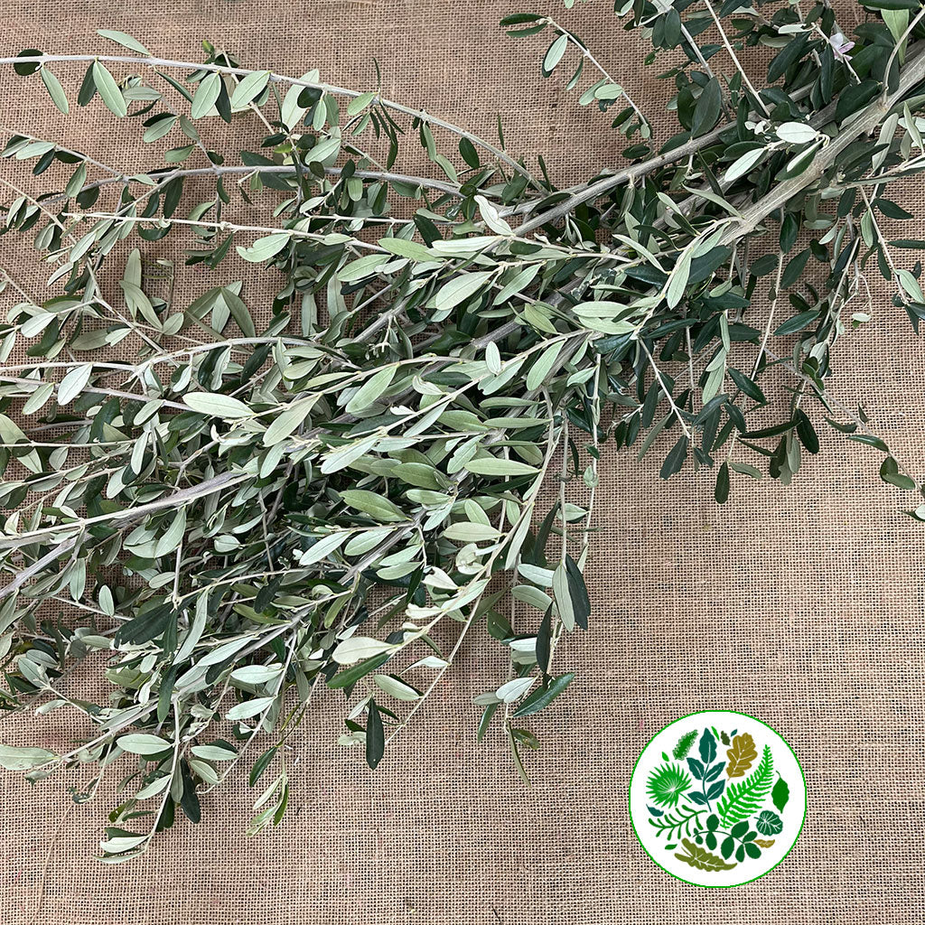 Olive &#39;Foliage&#39; (Cultivated) (Various Sizes)