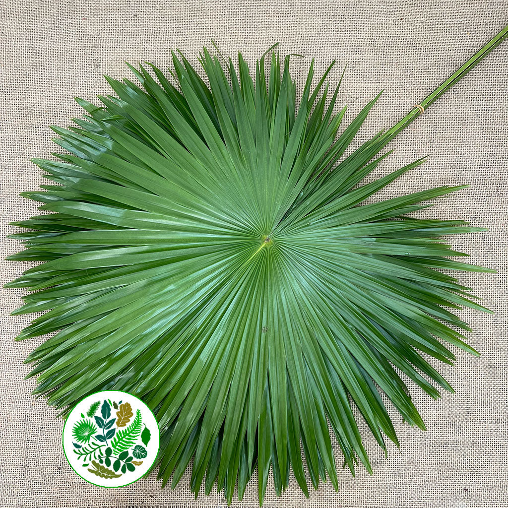 Palm &#39;Livistonia&#39; Rotundifolia Leaves (Various Sizes)