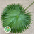 Palm 'Livistonia' Rotundifolia Leaves (Various Sizes)