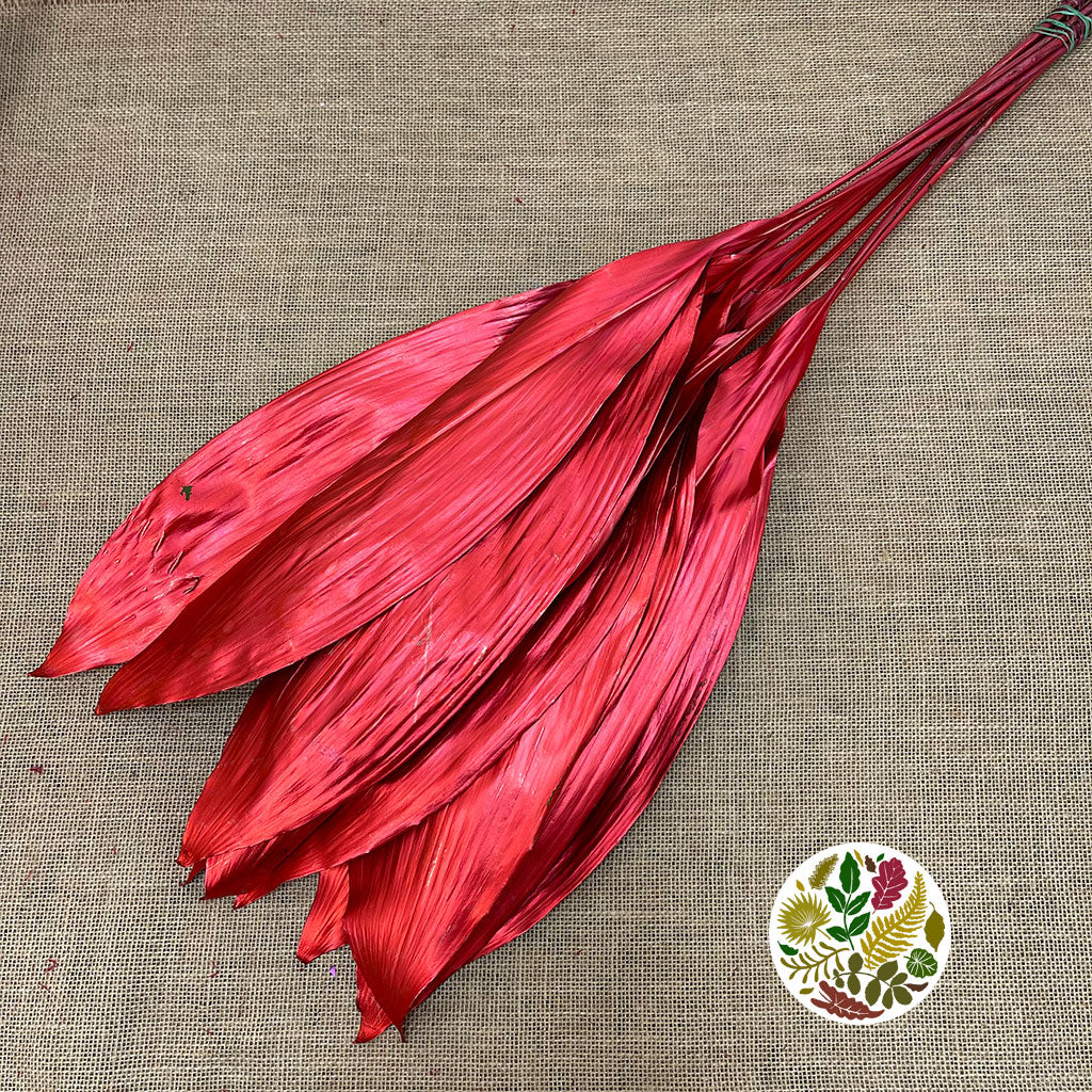 Aspidistra 'Painted' (Fresh) (Various Colours)