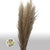 Grass 'Pampas' (Evita) (Natural) (DRY) (Various Sizes)
