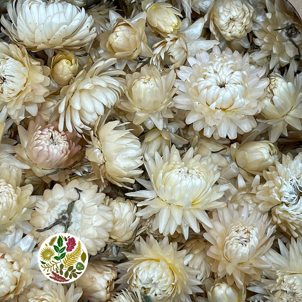 Helichrysum &#39;Flower Heads&#39; (DRY) (Various Colours)