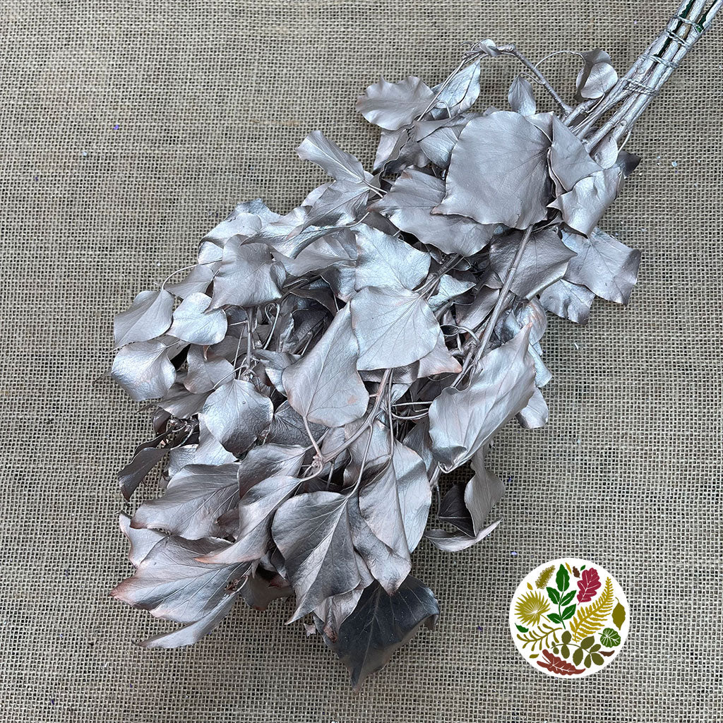 Ivy 'Foliage' (Preserved & Painted) (DRY) (Various Colours)