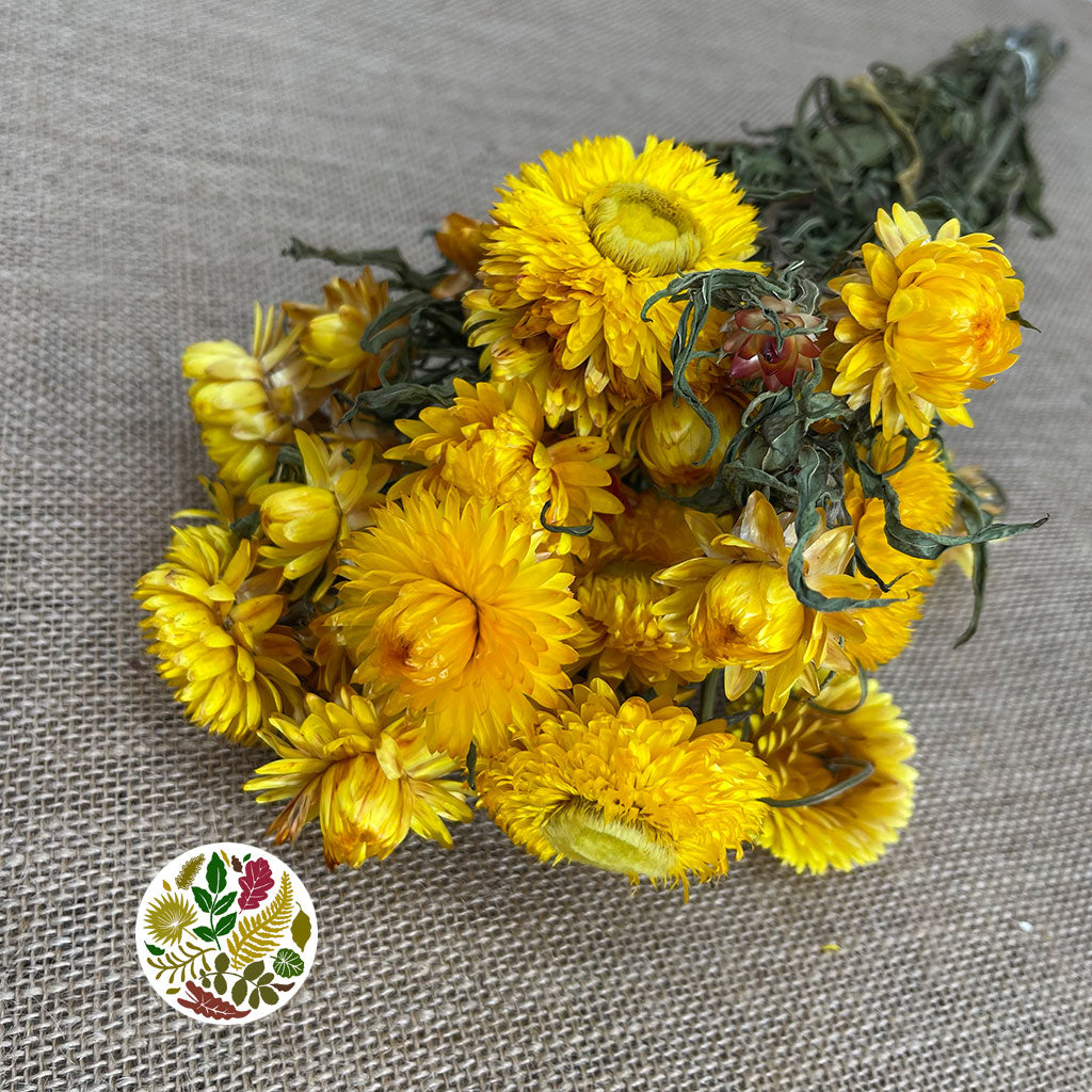 Helichrysum &#39;Flower&#39; (DRY) (Various Colours) 50cm