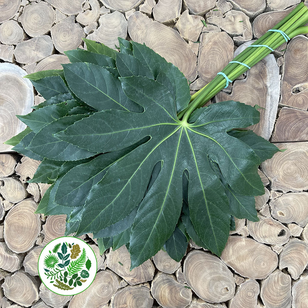 Aralia Leaves &#39;Green&#39; (Various Lengths)