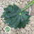 Aralia Leaves 'Green' (Various Lengths)