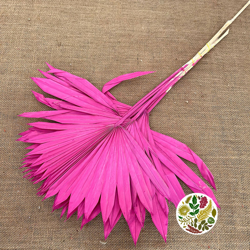 Palm &#39;Fan Palm&#39; (Painted) (DRY) (Various Colours) (x5) 45-55cm