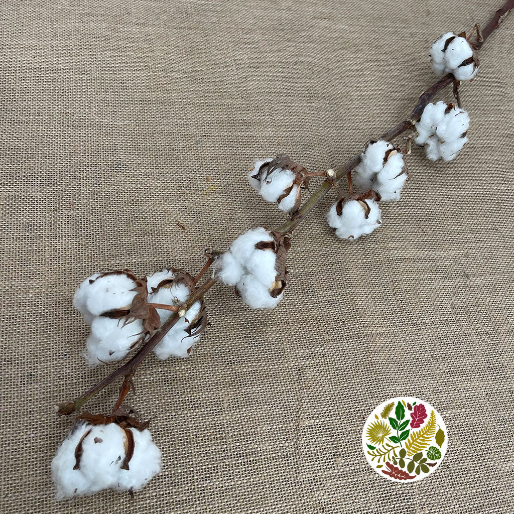 Cotton &#39;Stems&#39; (DRY) (Various Sizes)