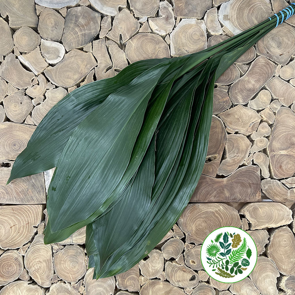 Aspidistra &#39;Green&#39; (Various Lengths)