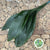 Aspidistra 'Green' (Various Lengths)