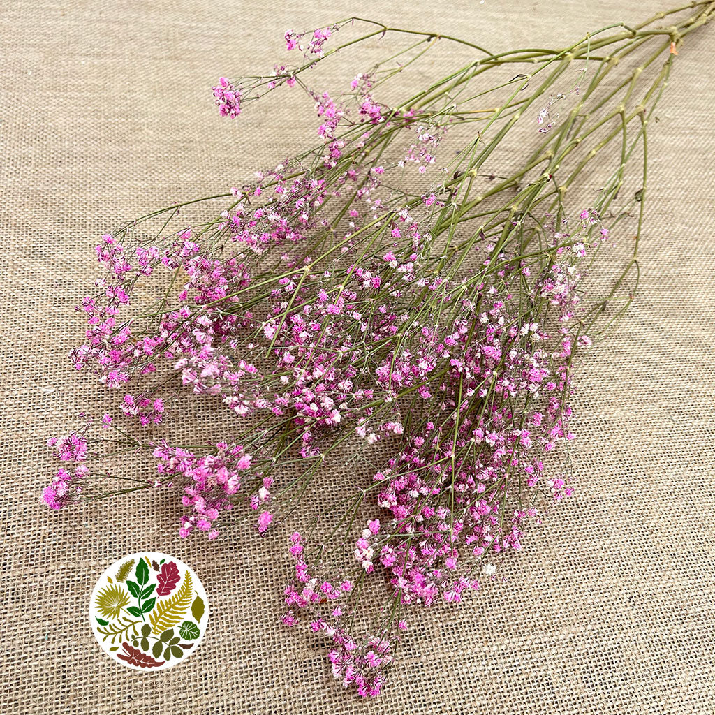 Gypsophila (Painted) (DRY) (Various Colours)