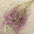 Gypsophila (Painted) (DRY) (Various Colours)