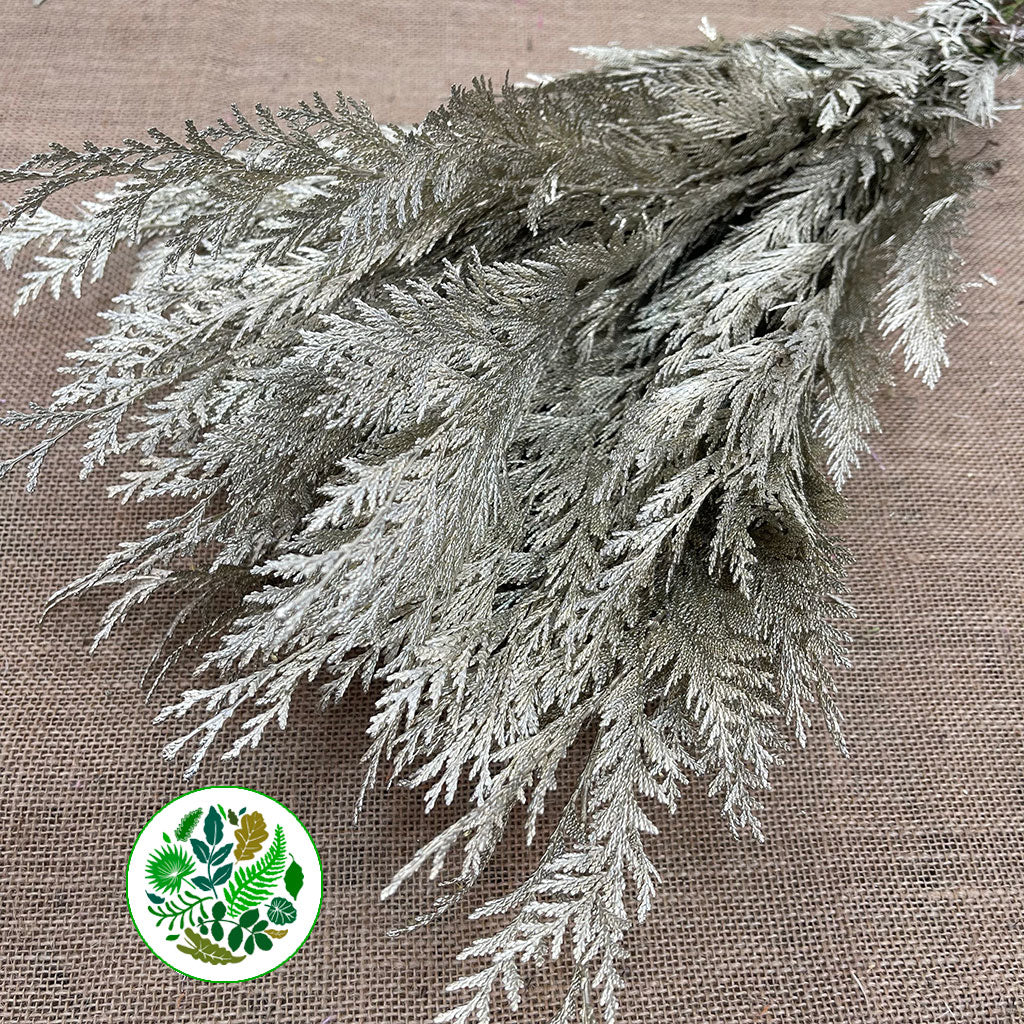 Conifer (Painted) (Various Colours)