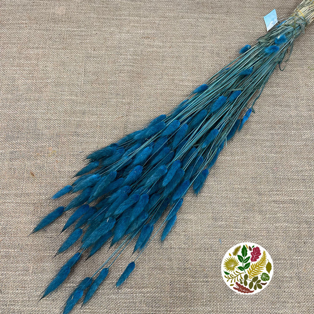 Grass 'Lagurus' (Painted/Bleached) (DRY) (Various Colours)