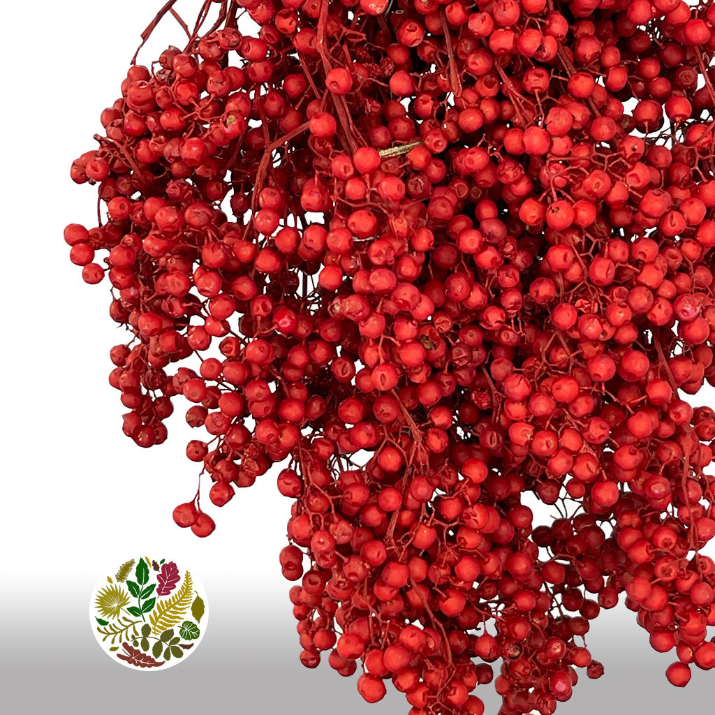 Schinus Molle Fruit (Painted) (DRY) (Various Colours)