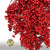 Schinus Molle Fruit (Painted) (DRY) (Various Colours)
