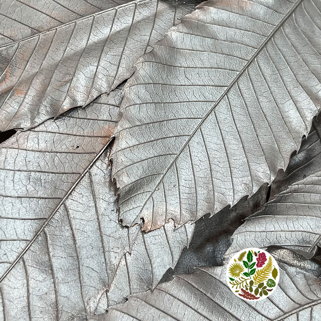 Chestnut 'Stabilised' (Painted) (DRY) (Various Colours)