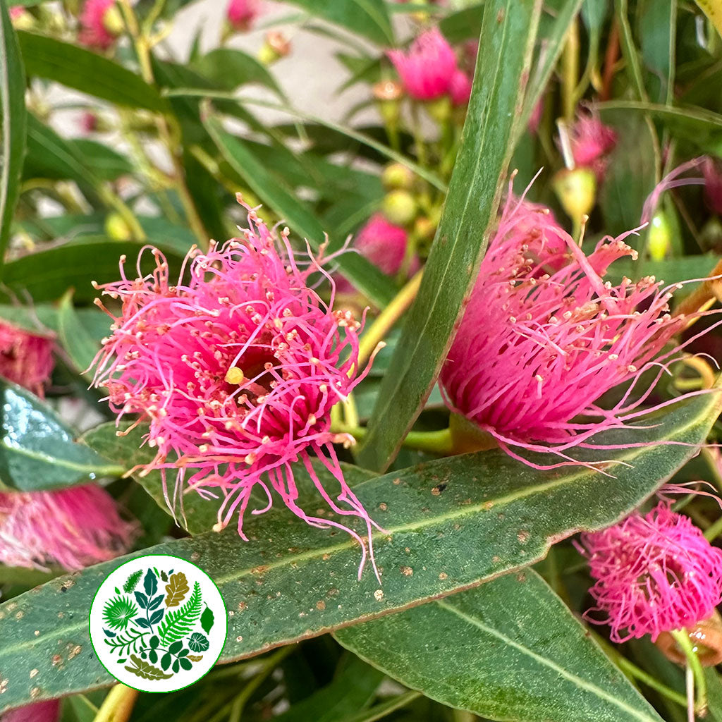 Eucalyptus 'Robusta Flowering' 70cm 300g