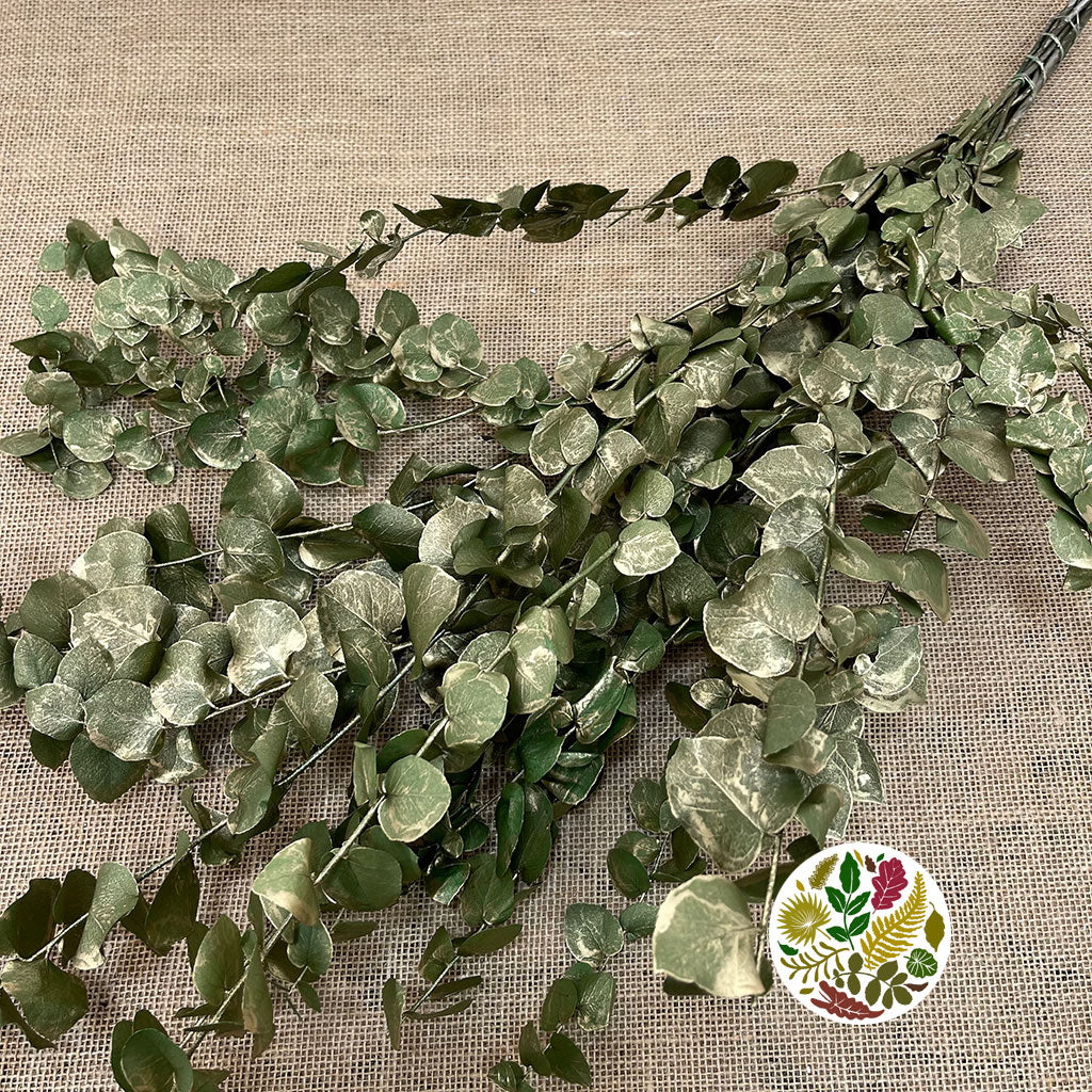 Eucalyptus 'Stuartiana' (Stabilised) (Painted) (DRY) (Various Colours)