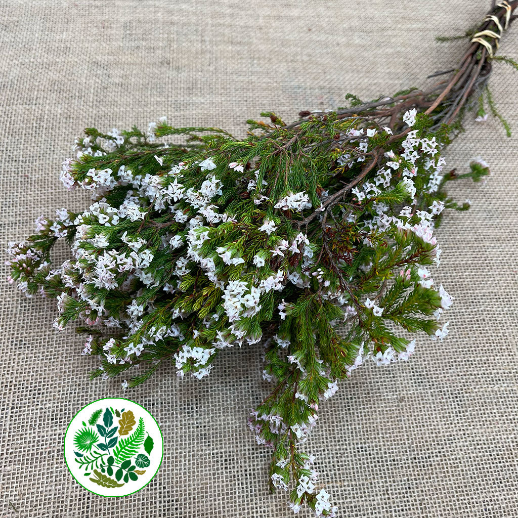 Heather (Erica) 'Four Sisters' (Various Sizes)