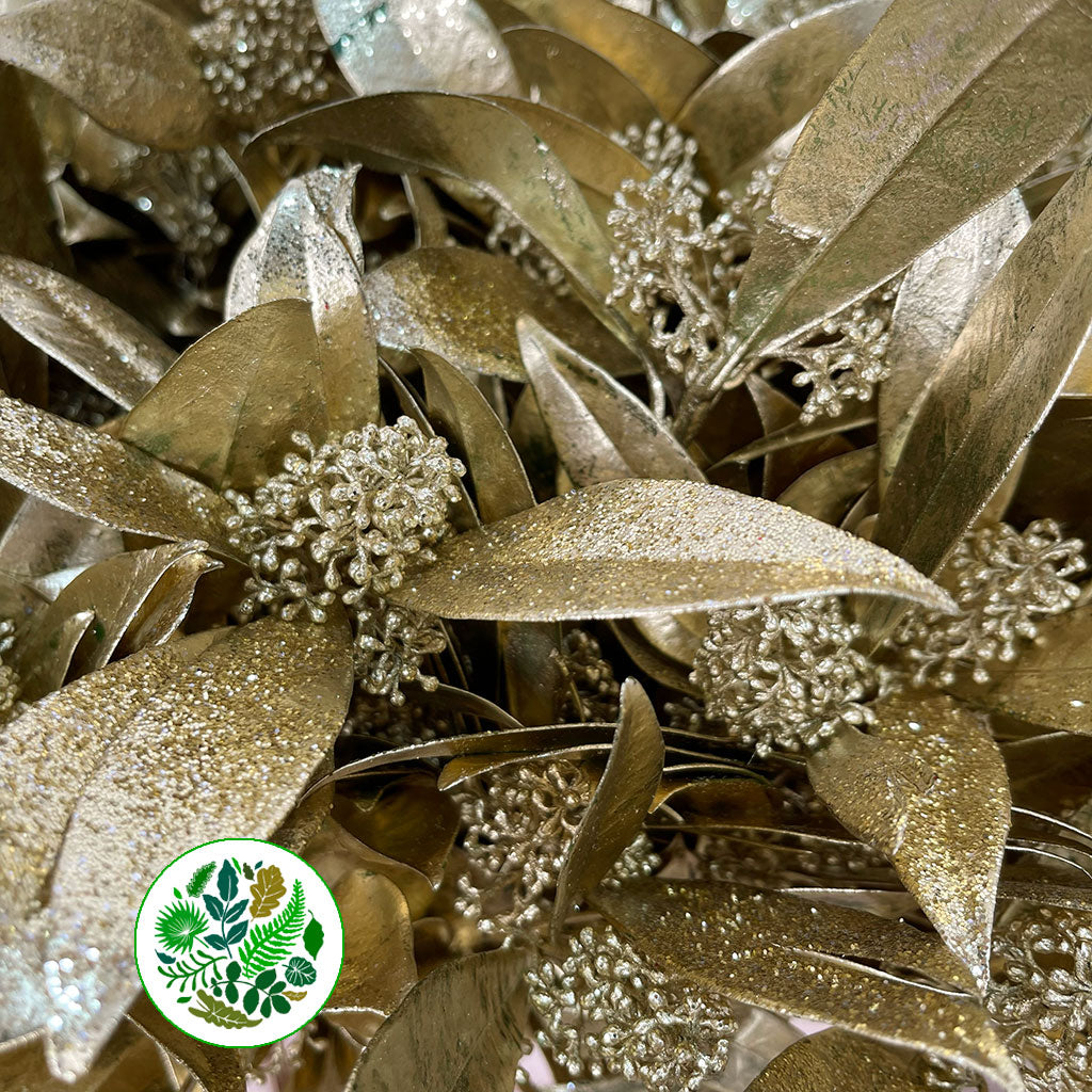 Skimmia (Painted) (Various Colours)