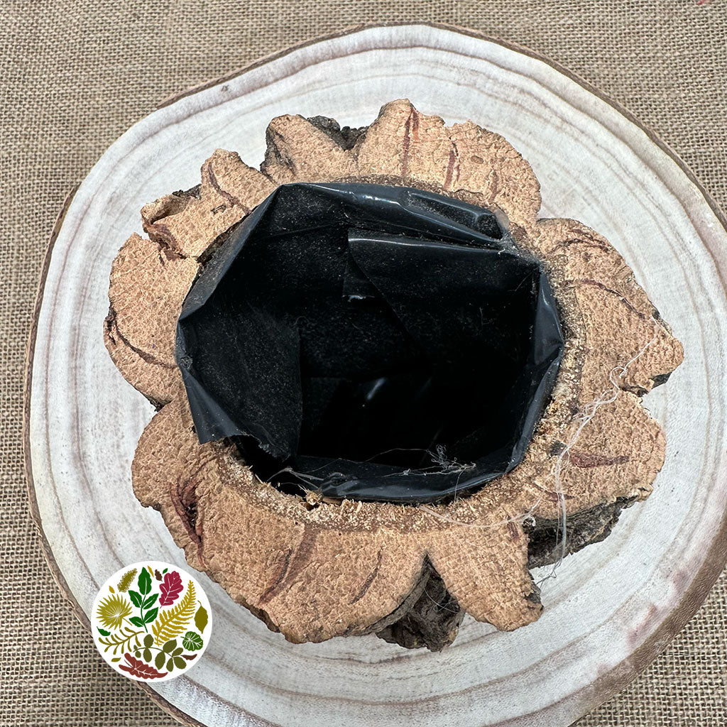 Cork Bark 'Pot Planter' (DRY) (Various Sizes)