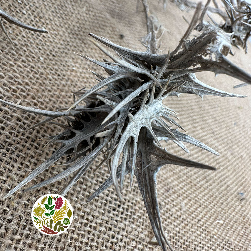 Thistle&#39; Spray&#39; (Grey) (Natural) (DRY) 55cm