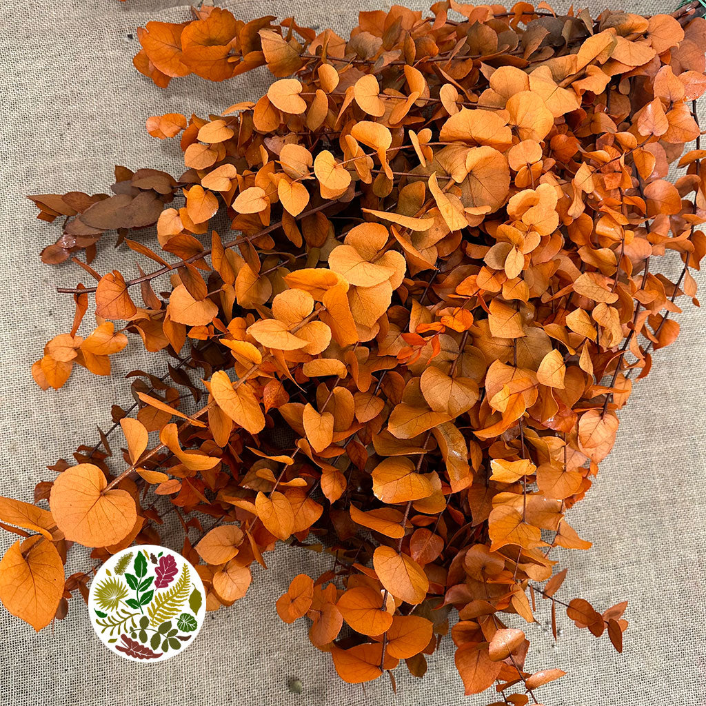 Eucalyptus 'Stuartiana' (Stabilised) (DRY) (Various Colours)