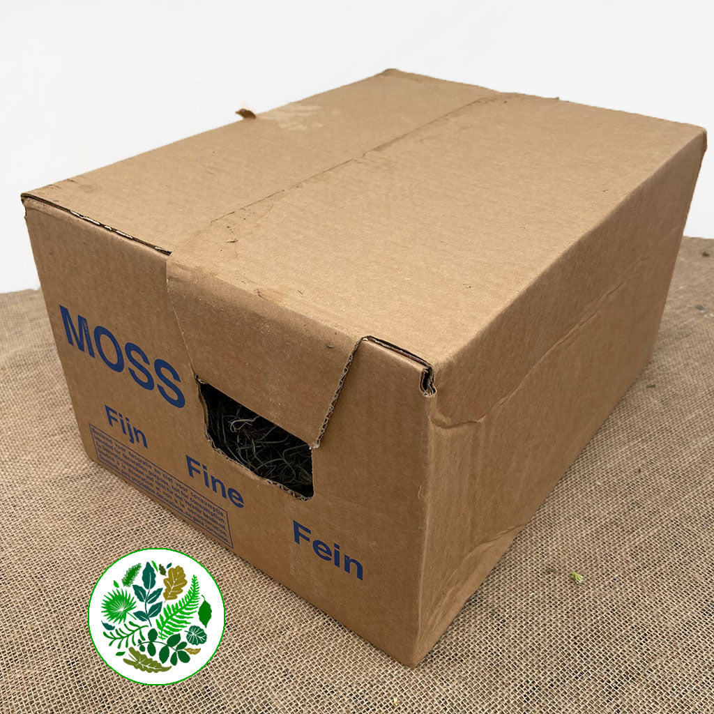 Moss &#39;Spanish Moss&#39; (Fresh) (Tillandsia) (Various Sizes)