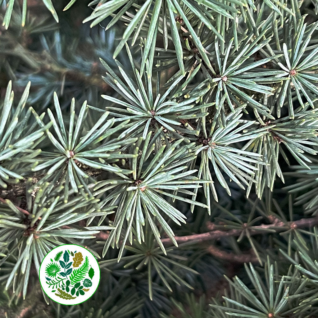 Pine &#39;Cedar Pine&#39; (Wild) (Various Sizes)