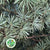 Pine 'Cedar Pine' (Wild) (Various Sizes)