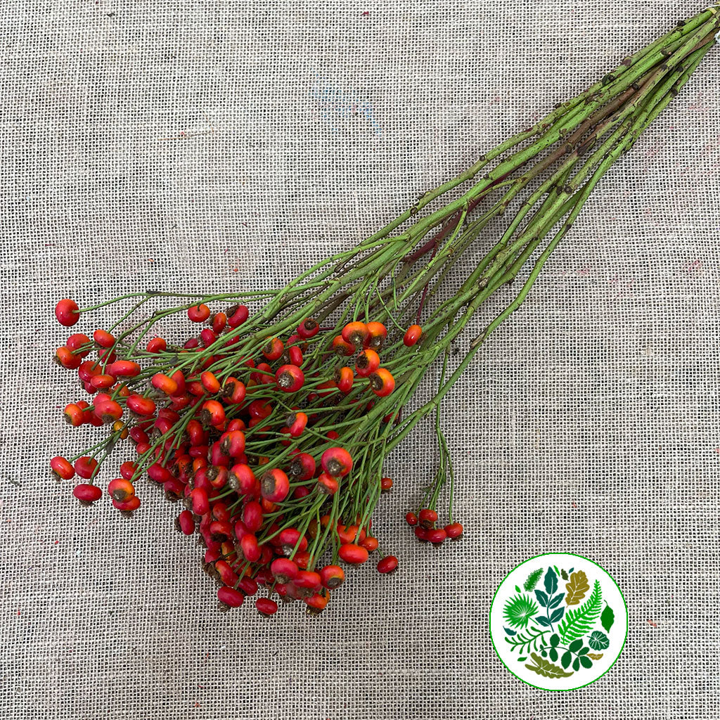 Rose Hips 'Sensational Fantasy' (Various Heights)