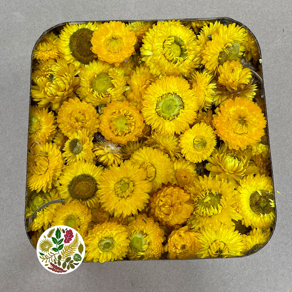 Helichrysum &#39;Flower Heads&#39; (DRY) (Various Colours)