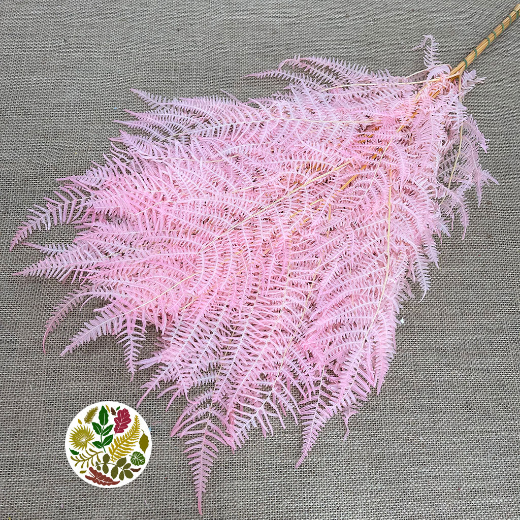 Fern 'Bracken' (Preserved) (DRY) (Various Colours) 60-70cm