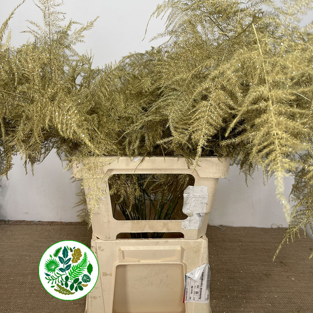 Fern &#39;Asparagus&#39; (Painted/Glitter) 85cm (Various Colours) (x50)