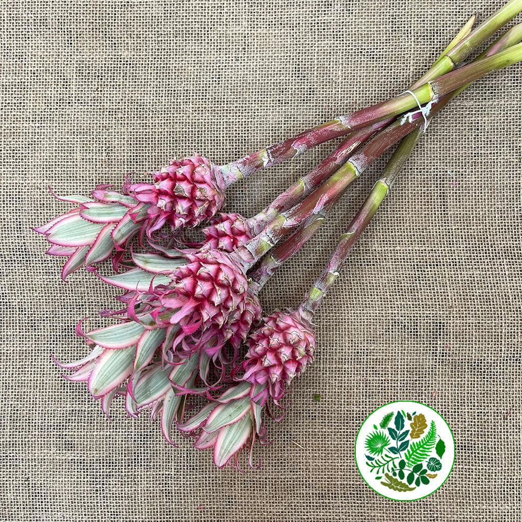 Pineapple &#39;Fruit&#39; (Variegated) (Various Sizes)