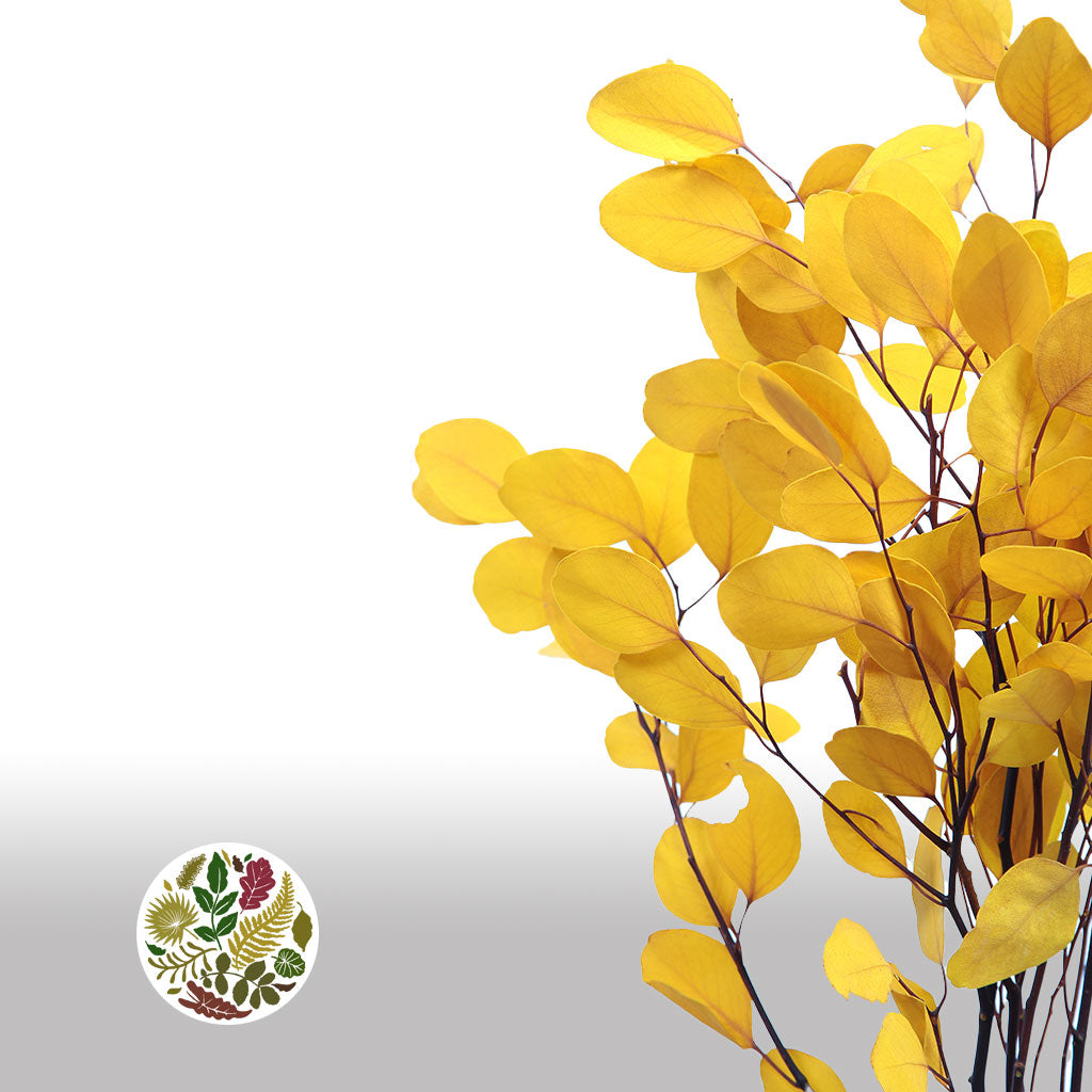 Eucalyptus 'Populus' (Peserved) (Coloured) (DRY (Various Colours)