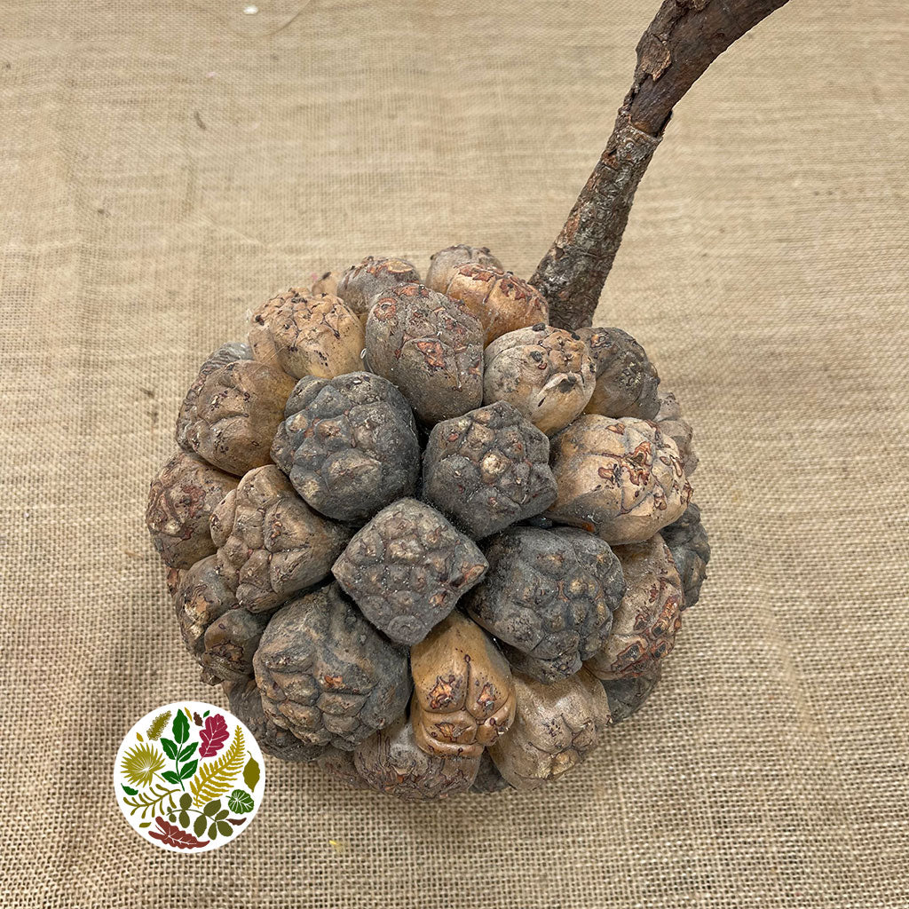 Fruit 'Pandanus' (DRY) (Various Sizes)