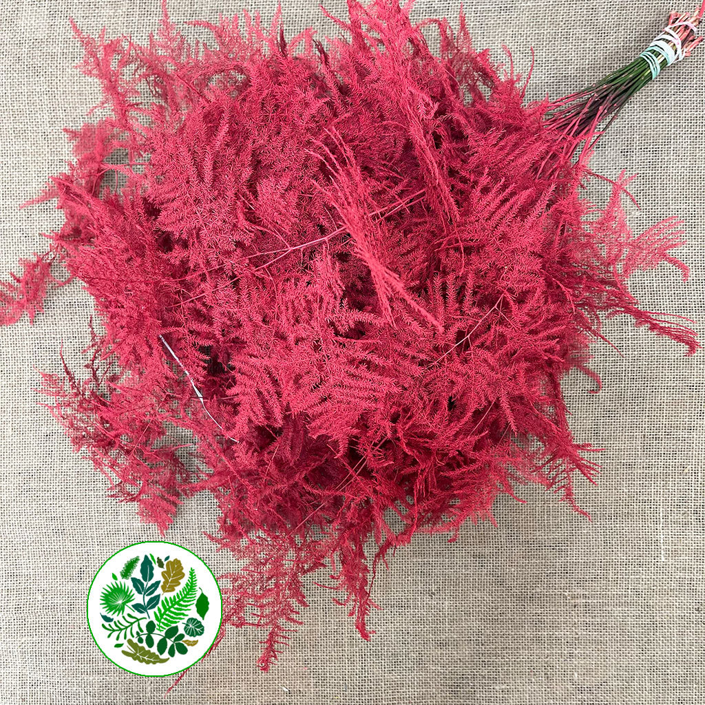 Fern 'Asparagus' (Painted) 65cm (Various Colours) (x50)
