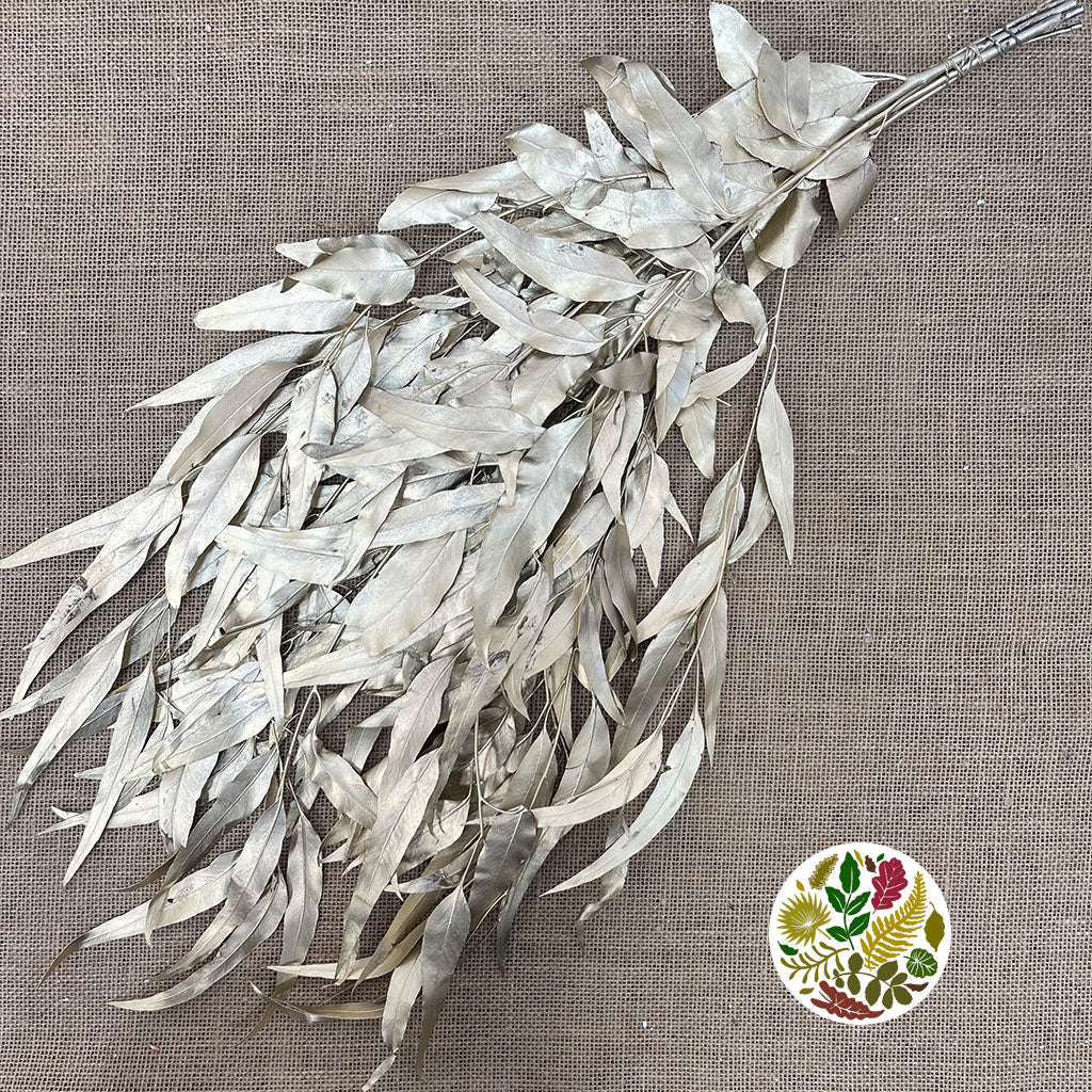 Eucalyptus &#39;Exotica&#39; (Preserved &amp; Painted) (DRY) (Various Colours)