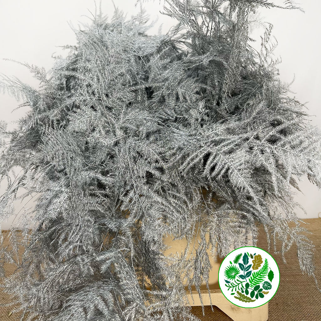 Fern 'Asparagus' (Painted) 65cm (Various Colours) (x50)