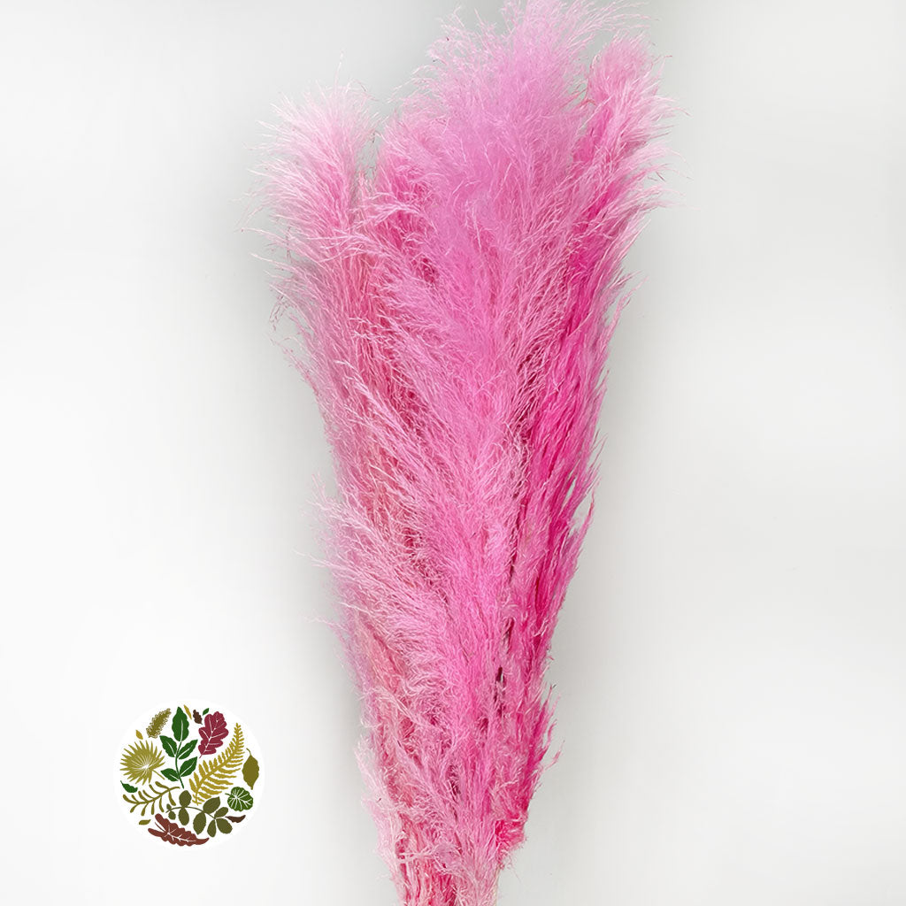 Grass 'Pampas' (Dadang) (Coloured) (DRY) (Various Sizes)