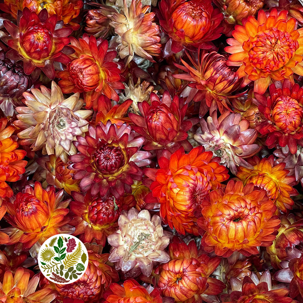 Helichorem Color Helichrysum 'Flower Heads' (DRY) (Various Colours) - Porters Foliage Ltd